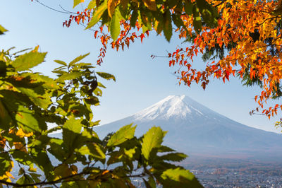 Beautiful autumn scene of mt.fuji-san in arakura sengen shrine, japan