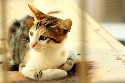 Close-up of cat