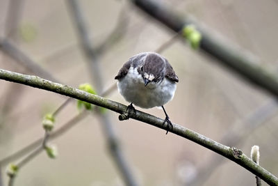 Close-up of bird perching on branch