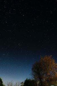 Low angle view of trees against star field at night