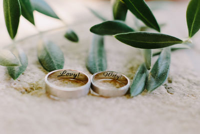 Close-up of plant on table