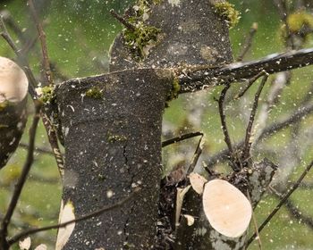 Close-up of spider web