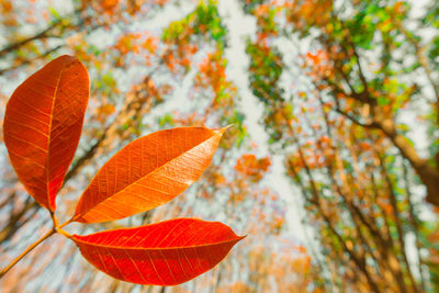 Low angle view of orange leaves on tree during autumn