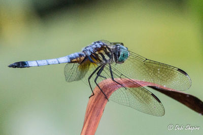 Close-up of insect on leaf