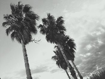 Low angle view of palm trees against sky