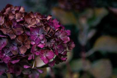 Close-up of pink hydrangea flowers