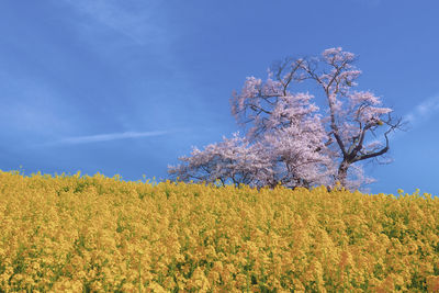 Cherry blossoms on field against blue sky