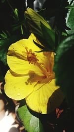 Close-up of yellow flower blooming outdoors