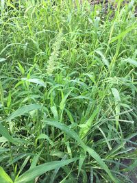 High angle view of grass growing in field