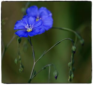 Close-up of flower blooming outdoors