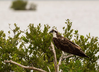 Osprey perching on tree