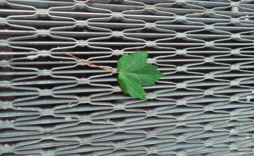 Full frame shot of plant