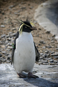 Southern rockhopper penguin standing on rock