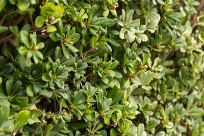 Close-up of fresh green leaves