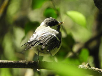 Close-up of bird perching on branch