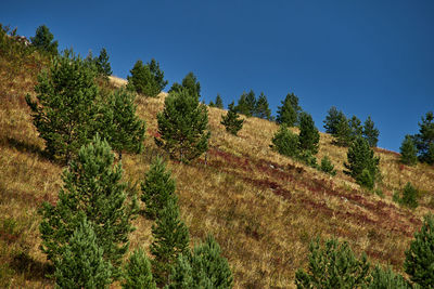 Panoramic view of trees on field against clear blue sky