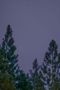 Low angle view of trees against clear sky