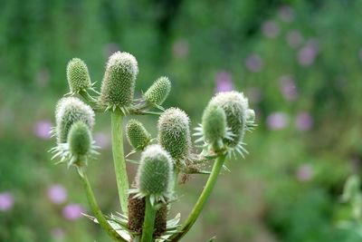 Close-up of plant