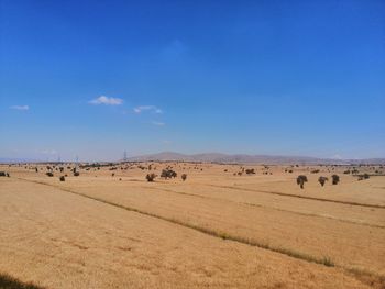 Scenic view of field against blue sky