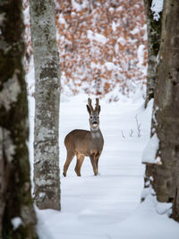 Deer in forest