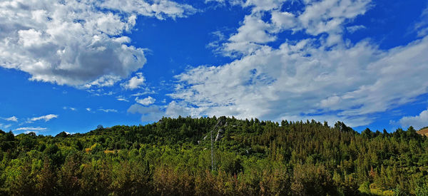 Plants growing on land against sky