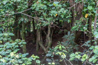 Close-up of fresh green plants in forest