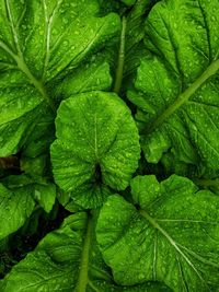 Full frame shot of green leaves