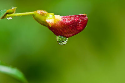 Close-up of water drops on flower