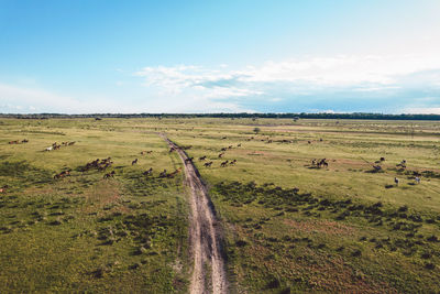 High angle view of horses on a field by sunset