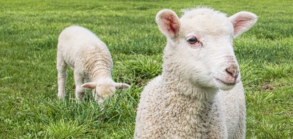 Close-up of sheep on field