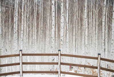 Close-up view of railing with the background of winter tree