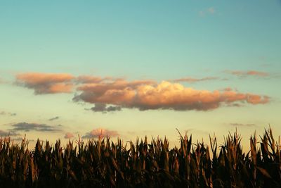 Scenic view of field against sky during sunset