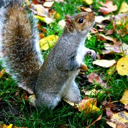 View of an animal on field