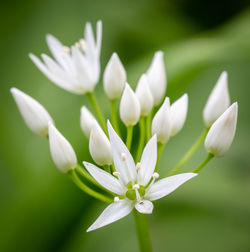 Close-up of white flowering plant