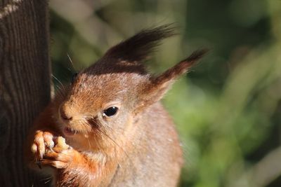 Close-up of squirrel