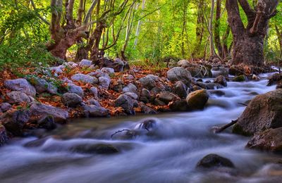 Stream flowing through rocks in forest