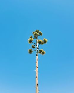 Low angle view of tree against blue sky