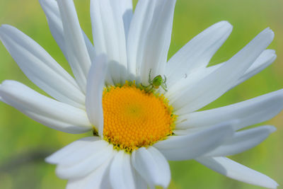 Field camomile