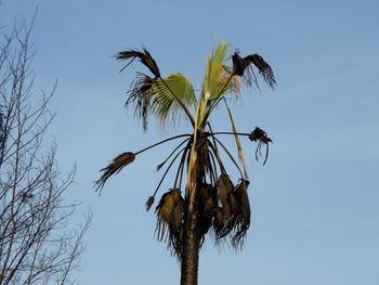 Low angle view of palm trees against blue sky