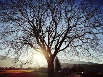 Tree against sky during sunset