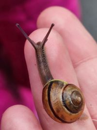 Close-up of snail on hand