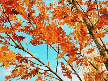 Low angle view of orange leaves on tree