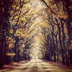 Road passing through trees