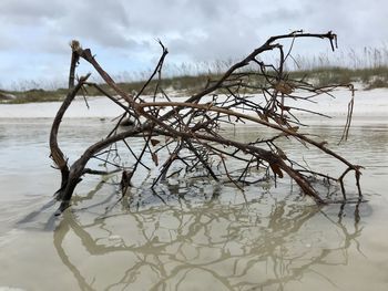 Close-up of tree in lake against sky