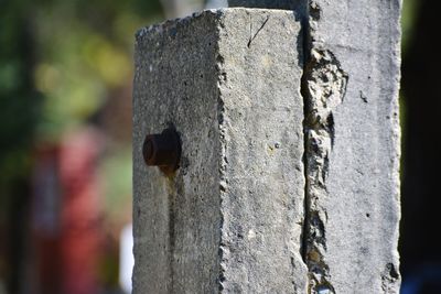 Close-up of tree trunk