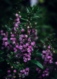 Close-up of pink flowering plant