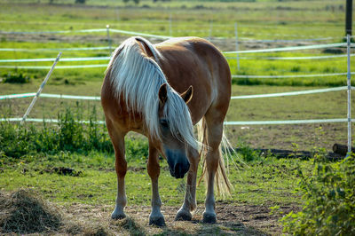 Horse grazing in field