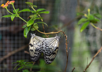 Close-up of butterfly on plant