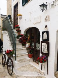 Potted plants outside building