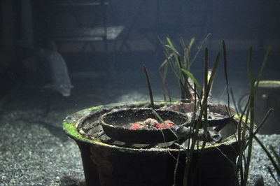 Close-up of potted plant